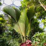 Coco de mer at the Eden Project